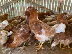 Poultry multiplier breeder farm to be established in Laguna under Bayanihan II
