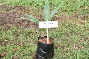Hybridization program to improve coconut production in CALABARZON